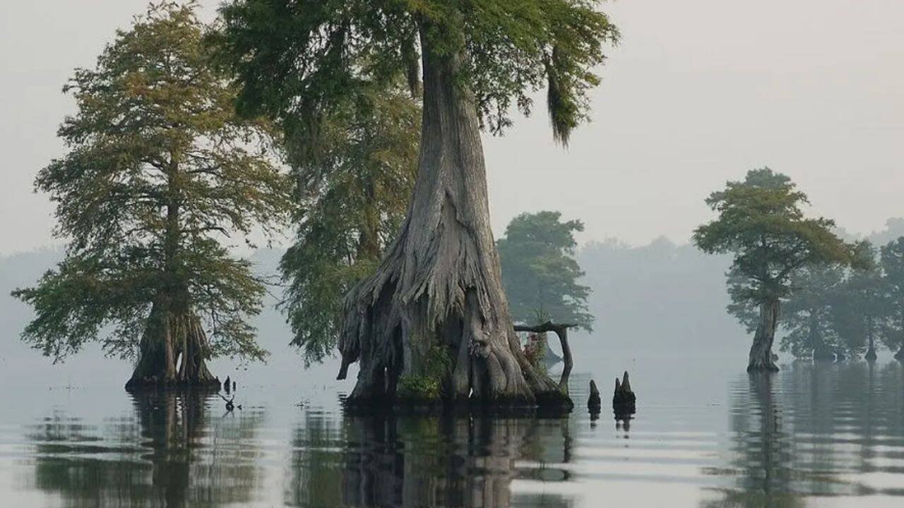 Virginia re-wet a swamp across 150 miles of old ditches; peat traps 200,000 tonnes of carbon
