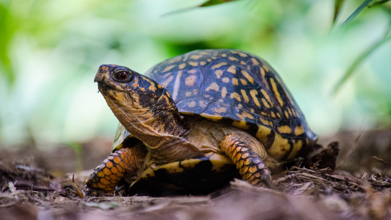 Smithsonian team uses X-rays and thread to track hidden turtle nests