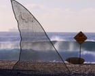 Sharks have always stoked panic in Australia. While scientific understanding grows, conservation efforts can be unseated by fear | Anna Clark