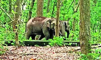 There can be no obstacle to elephant movement: SC