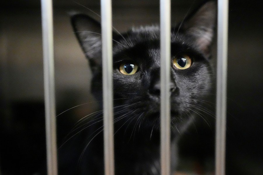 Chesapeake moves to create Hampton Roads first online animal cruelty registry