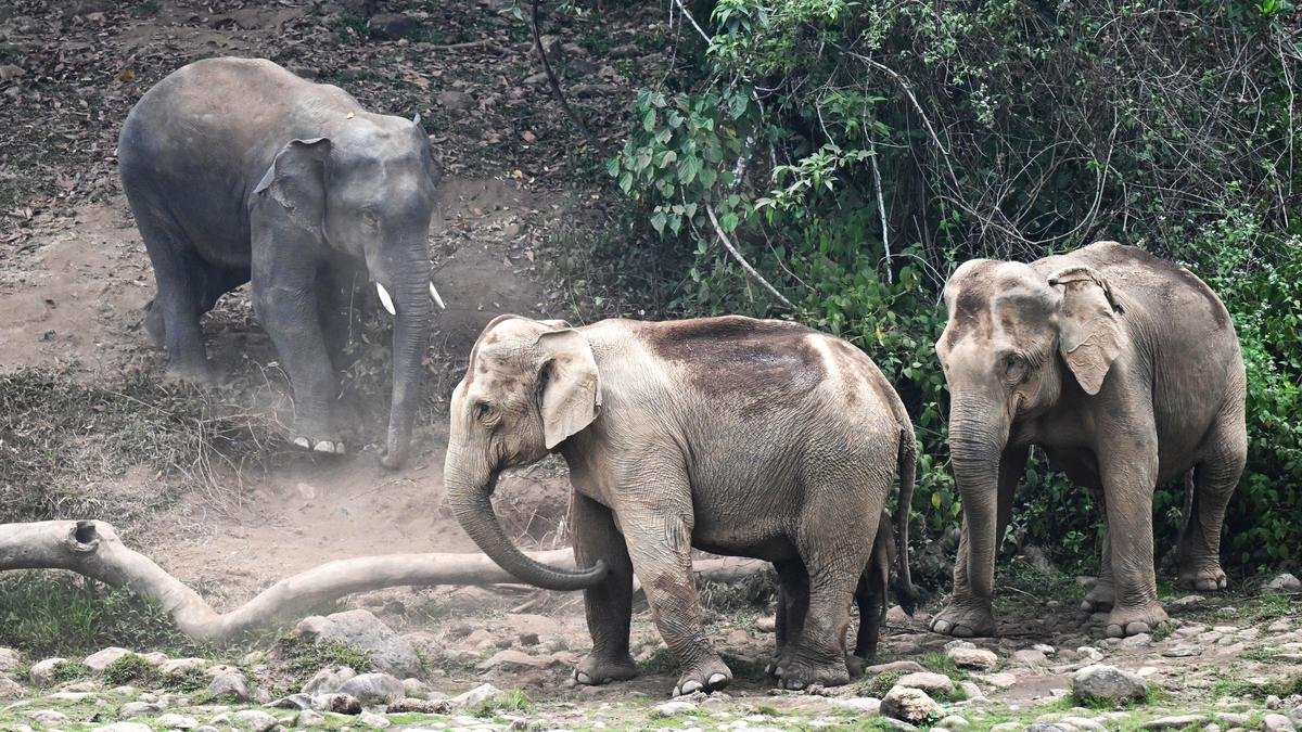 Virajpet: Operation to drive three wild tuskers back into forest to continue