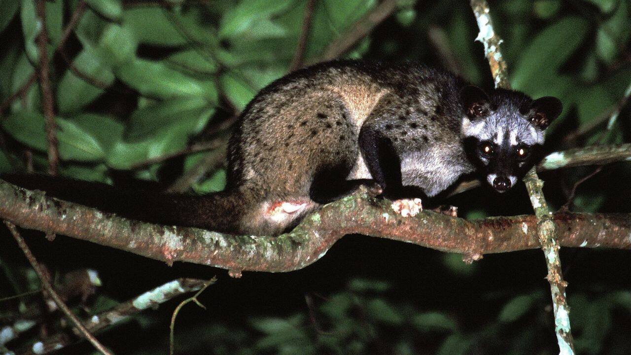 Coffee beans found in Civet poop makes one of the world’s most expensive Kopi Luwak