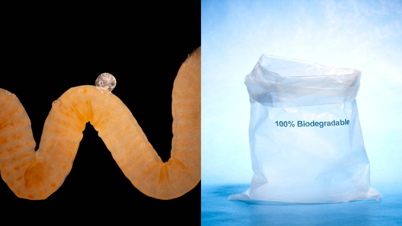 Nature’s biodegradable plastic may hold clues to Earth’s crisis