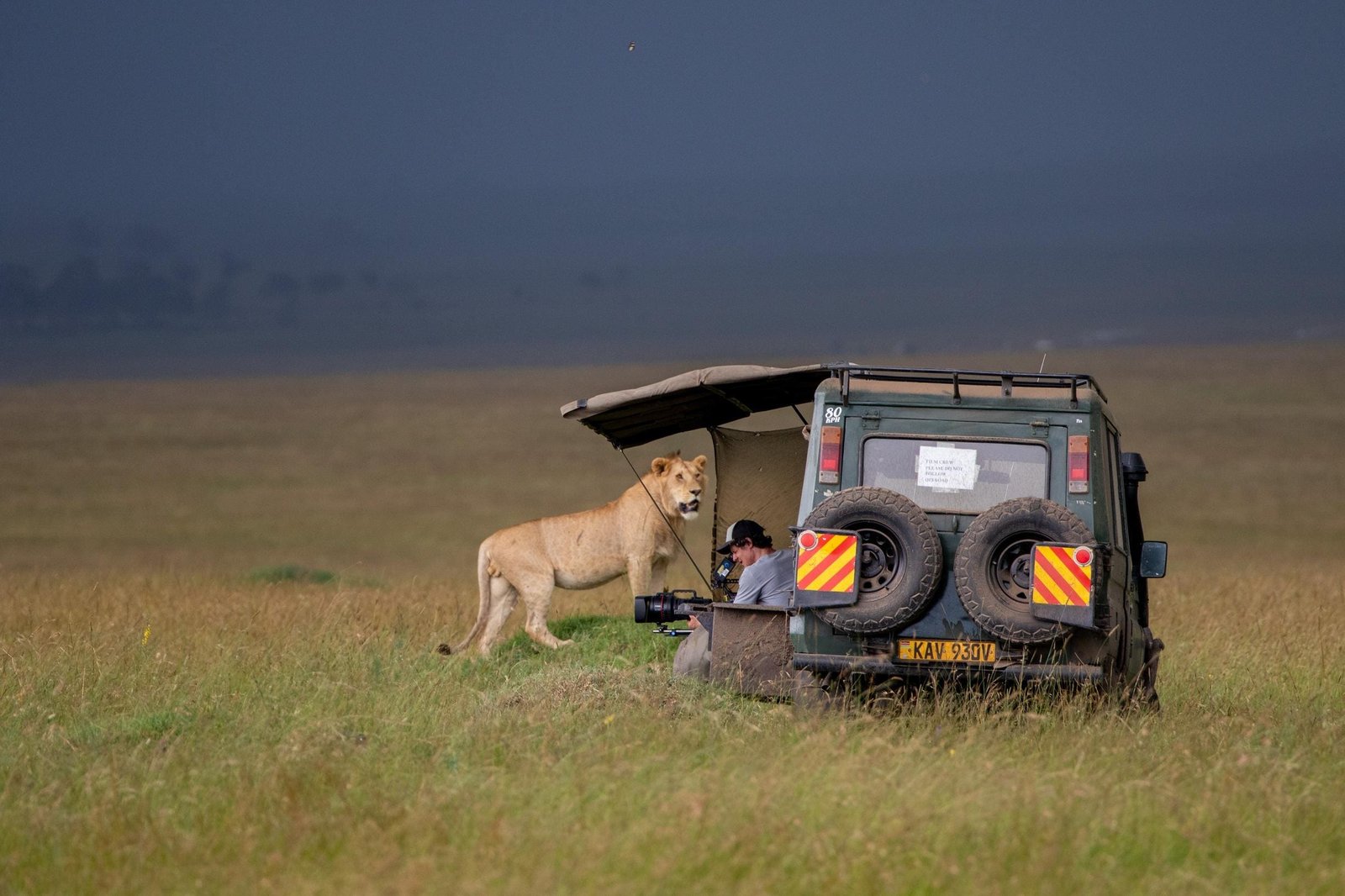 Jon Favreau’s Natural History Film LION Lets Nature Tell The Story