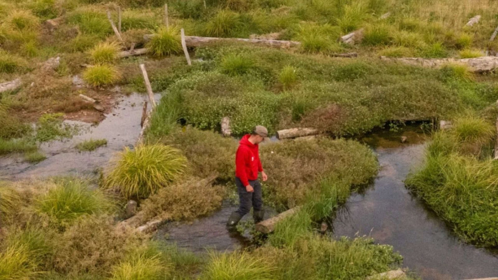 Conservationists filled a 1.2km river channel, new Somerset wetland now attracts rare wildlife