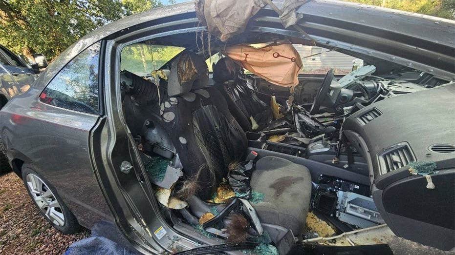 Colorado black bear dies after becoming trapped inside unlocked car for days: report