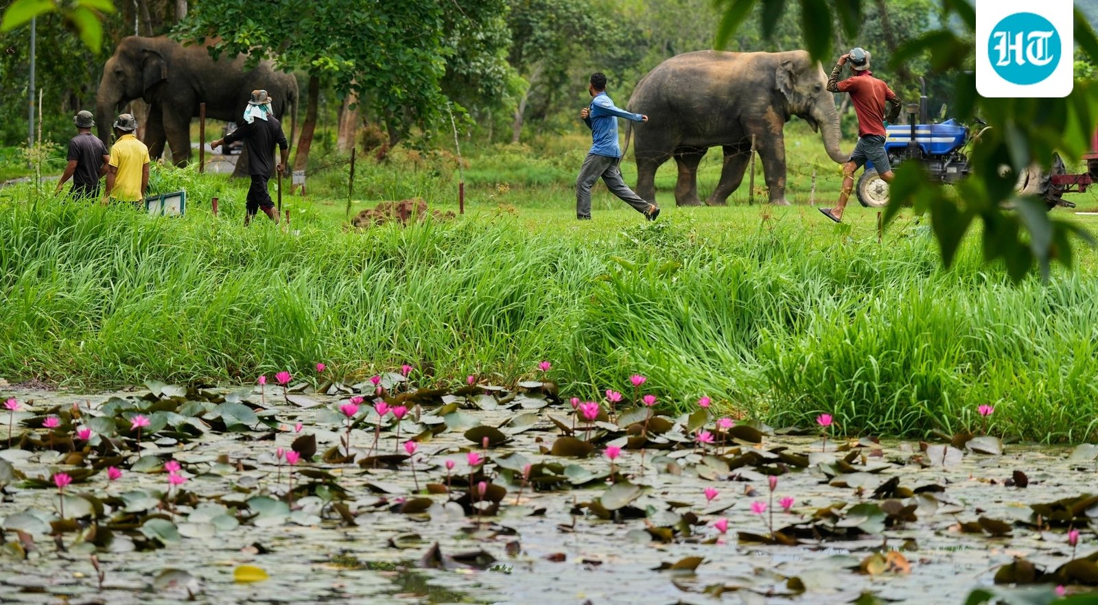 Indian elephants are being squeezed out of their habitats
