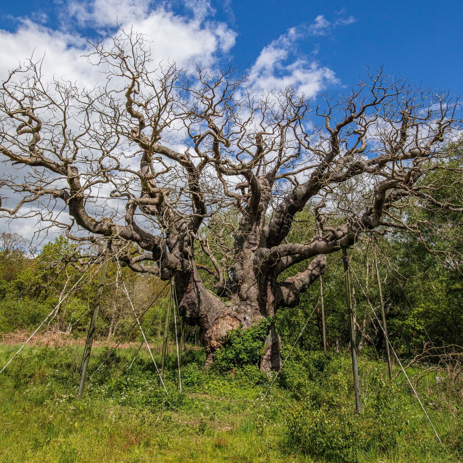 England’s Ancient Trees Are Dying in the Heat