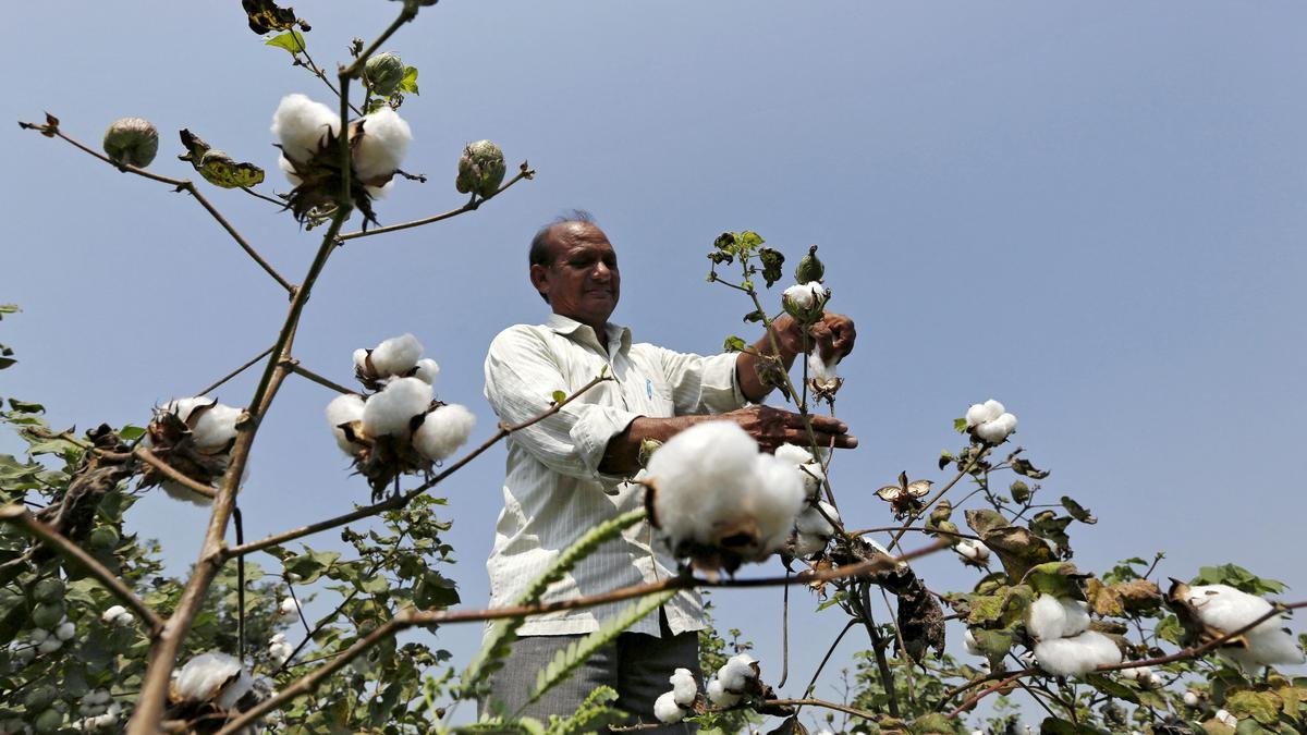 Cotton price to be around ₹75-80 per kg at harvest time, states TNAU pre-sowing forecast
