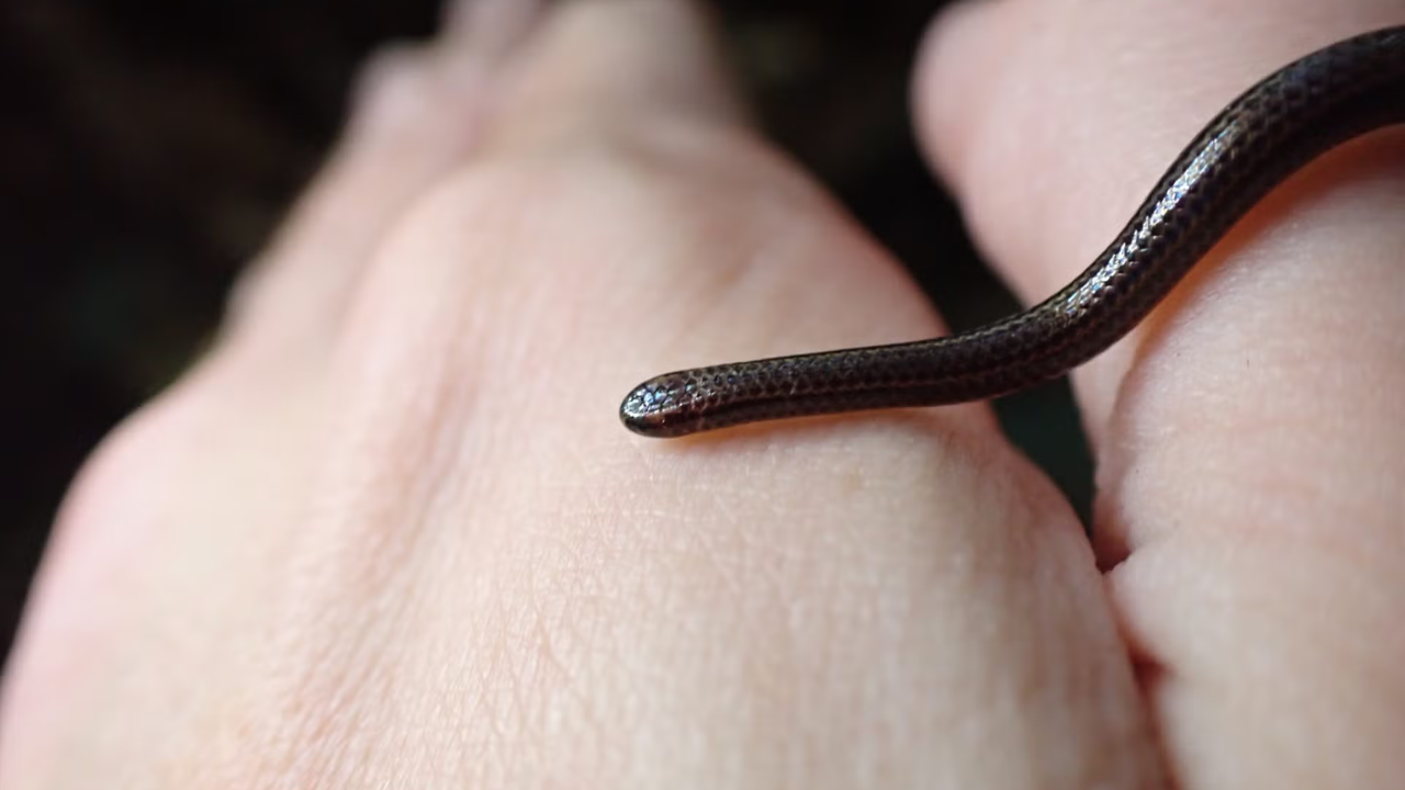 Scientists overturned hundreds of rocks in Barbados and found the world's smallest snake