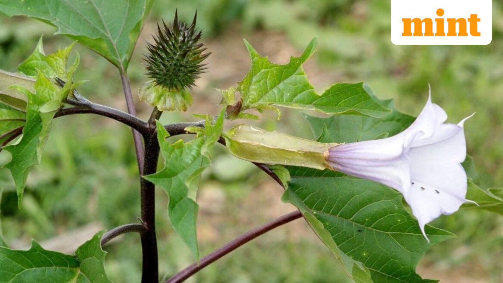 What is datura and how online sale of the toxic seed cost Amazon, Instamart, BigBasket their food licences in Karnataka