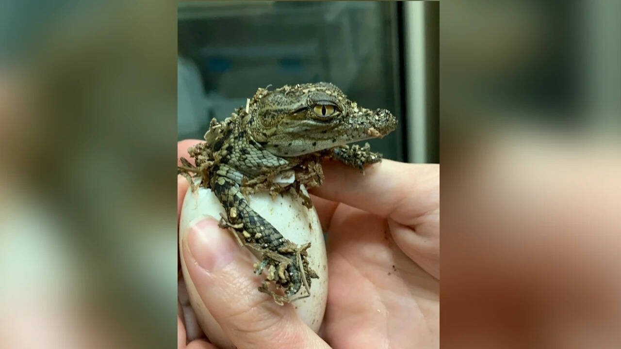 France heatwave: 10 Nile crocodiles hatch on their own for the first time