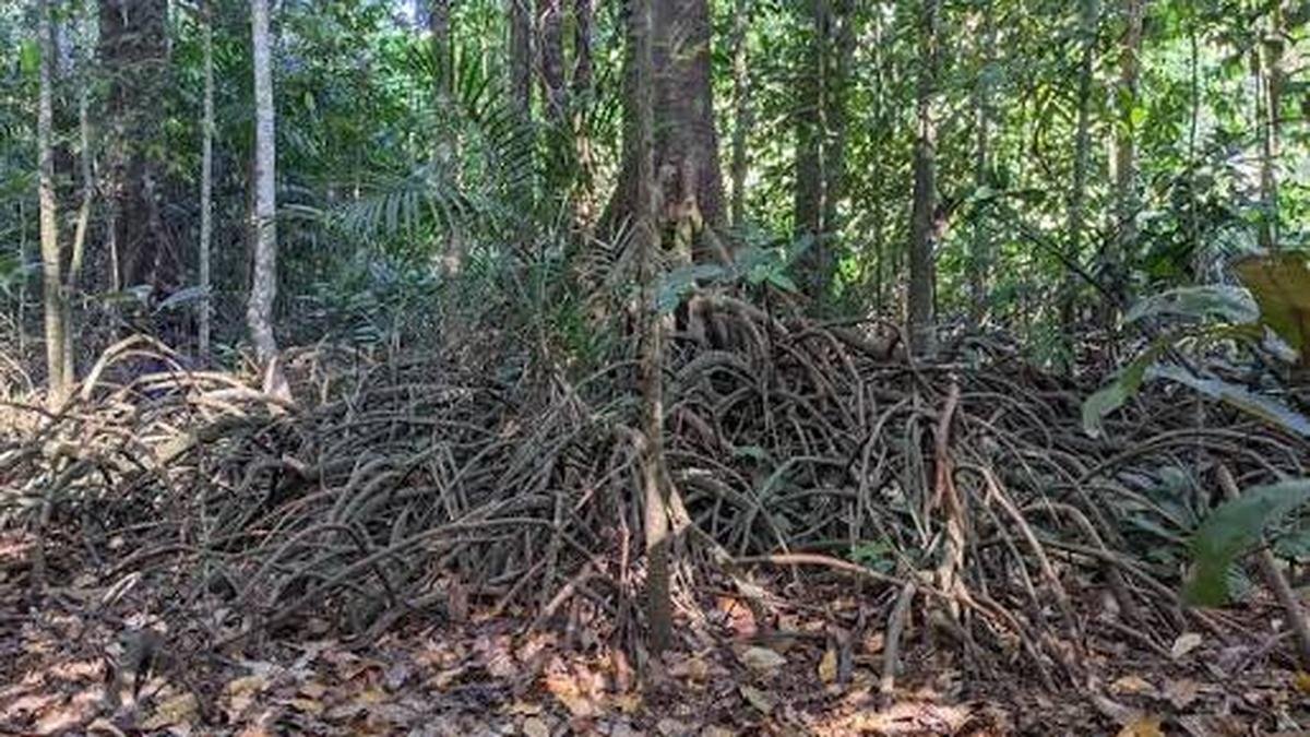Rare freshwater swamps in the Western Ghats are on the cusp of extinction