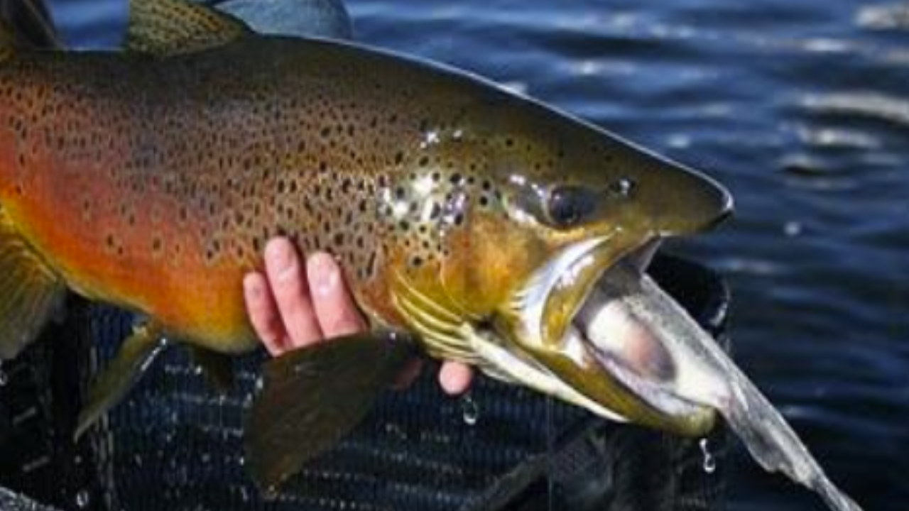 Fish Removal Reshapes River: Experiment slashed trout, lifted native chub; impact still unclear