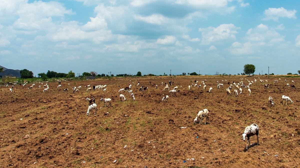 Take alternative steps to ensure not one acre dries up in A.P., officials told amid El Nino woes