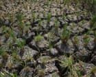 BoM forecasts strongest El Niño on record as research points to ‘alarming’ climate change influence