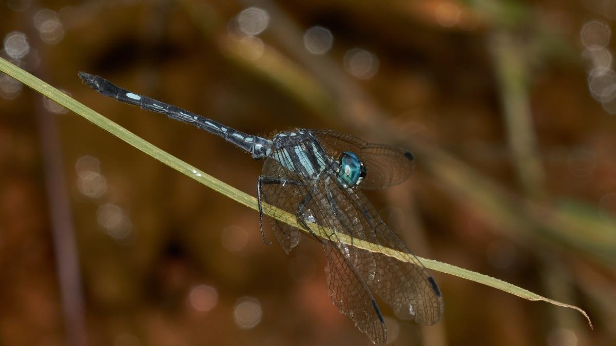 Dragonflies are bellwethers of earth’s ecosystems