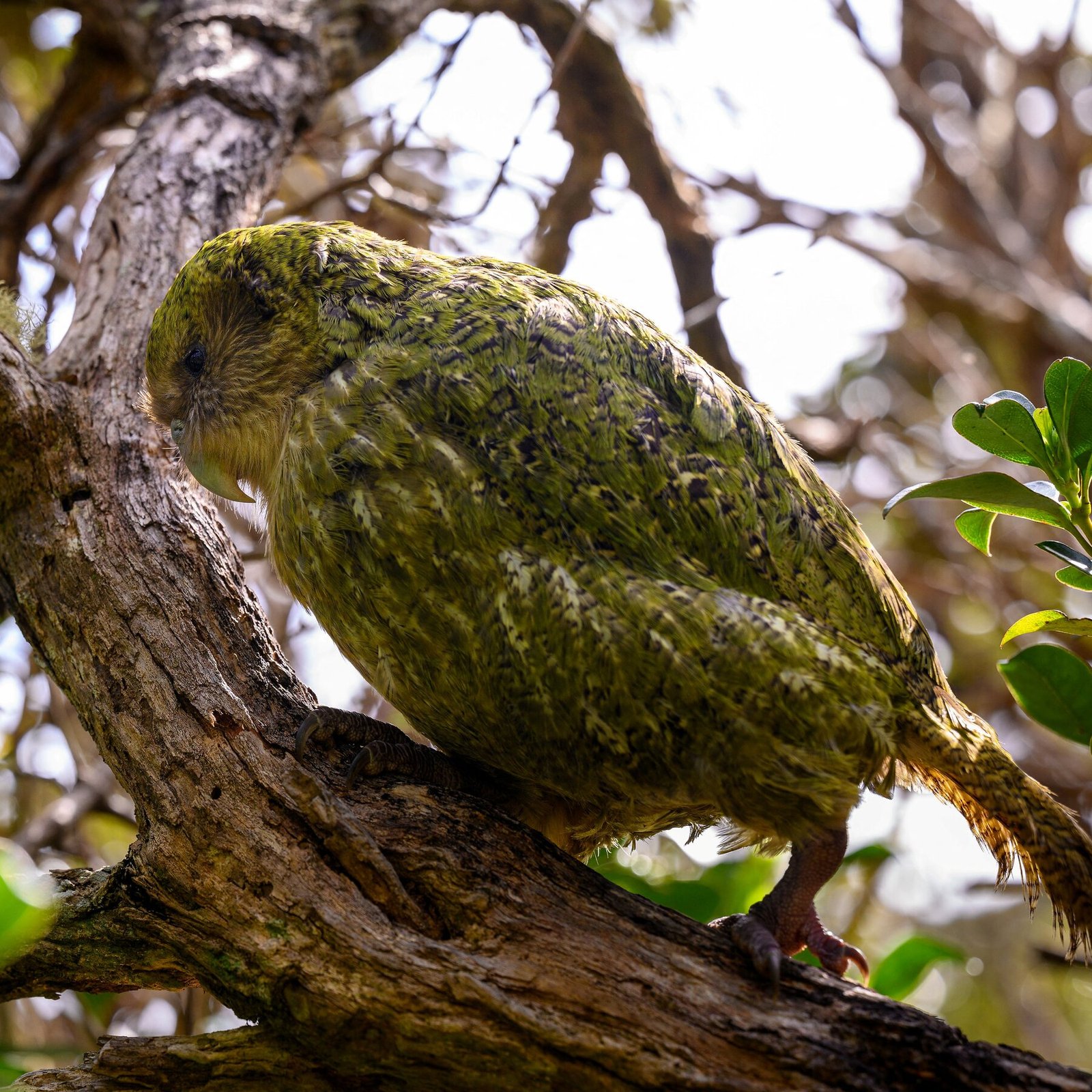 Critically Endangered Parrots Enjoy Baby Boom After Mating Frenzy