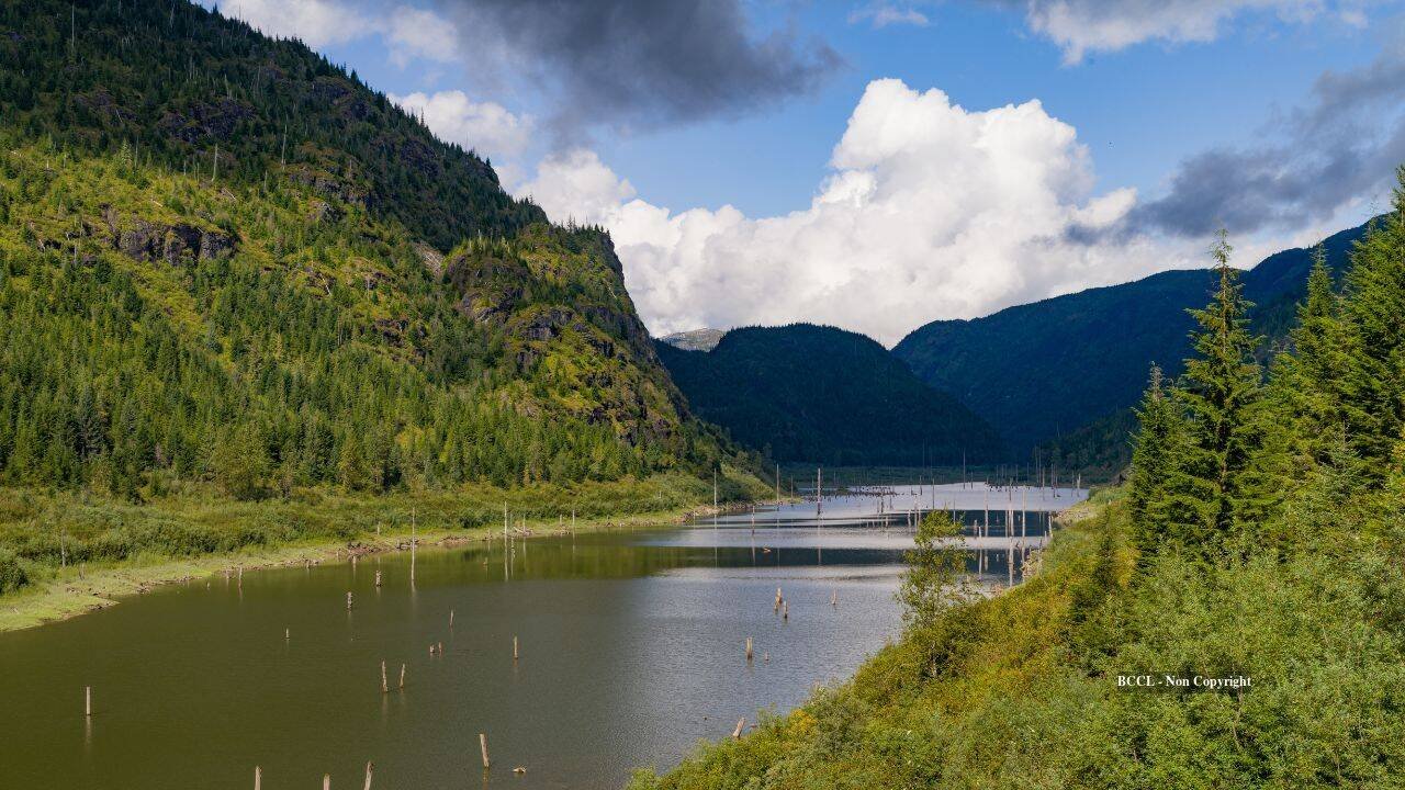 Floating forest vanishes, reappears 30 km away with wildlife still aboard