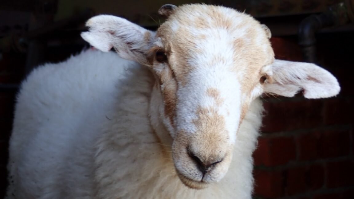 Medieval manuscripts are "biological time capsules" for deadly sheeppox virus