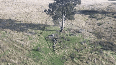 Feral pigs are on the march, destroying crops and even attacking lambs