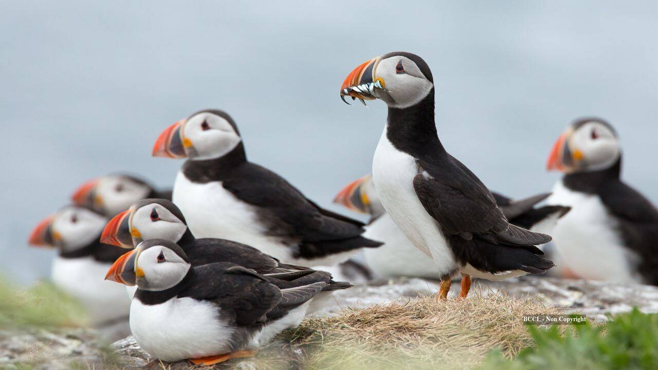 Rat-free Lundy sees puffin numbers soar as more than 40,000 seabirds return