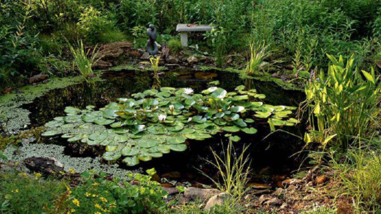 Virginia teen dug pond for school project; 9 years later, wildlife thrives