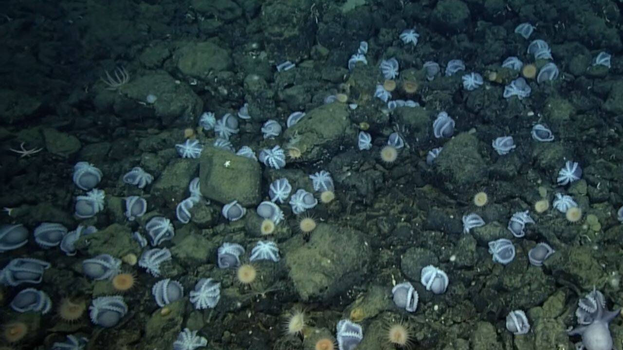 Scientists discovered an underwater city of 20,000 octopus nests deep inside California coast