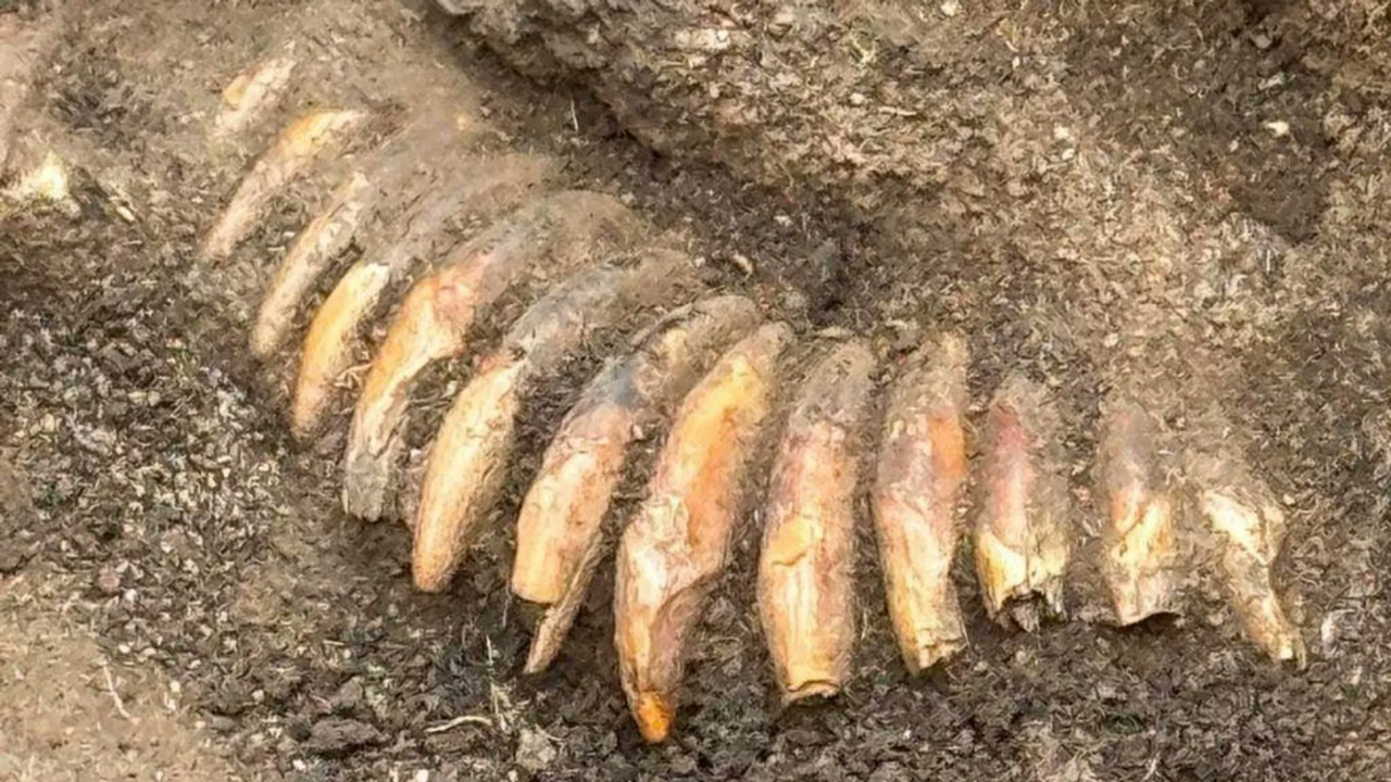 Roman cemetery dig reveals Stone Age man buried with 2 skulls, 42 teeth and an axe