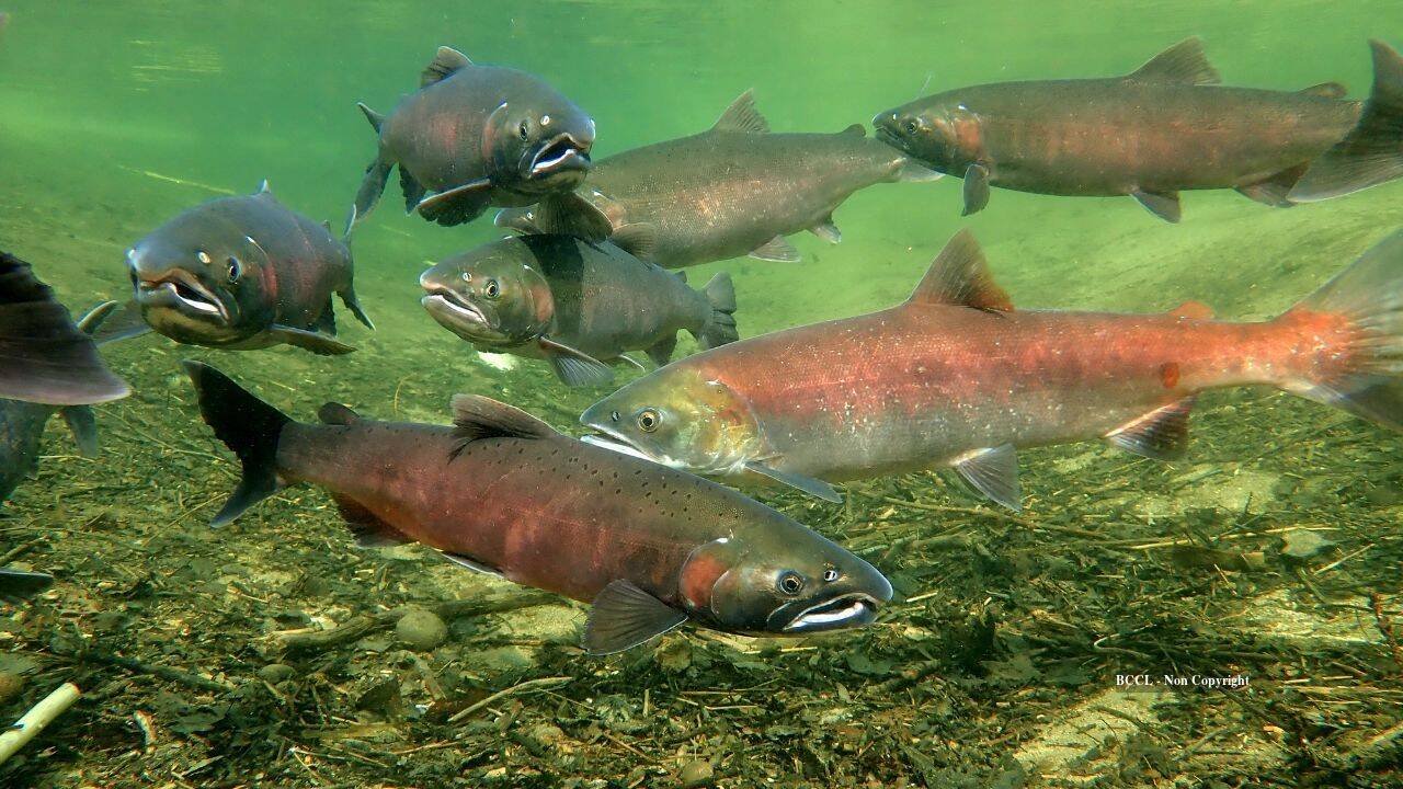 Klamath River salmon reclaim 88% of historic range after dams are removed