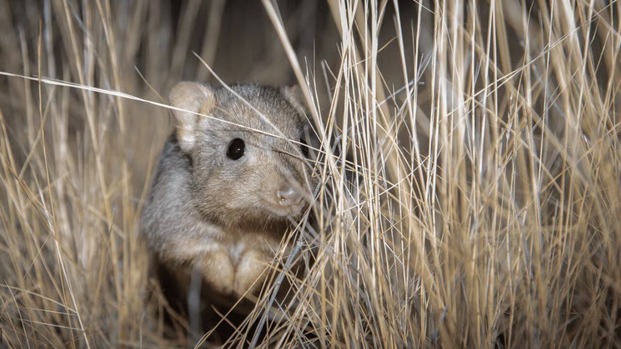Australia reintroduced digging mammals; 8 years later, underground insects changed