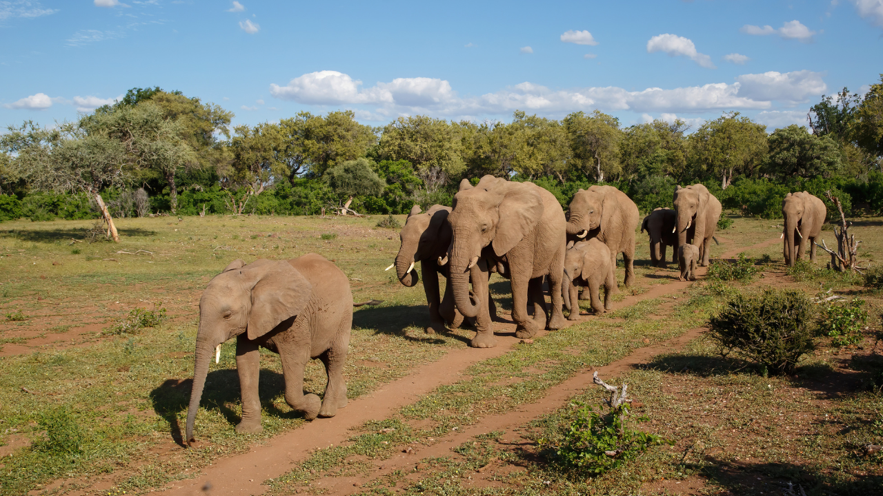 Why do elephants visit the same graves? The fascinating mystery behind their behaviour