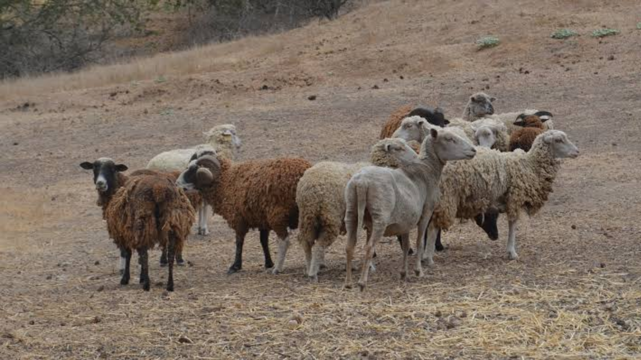 In 1980, conservationists began eradicating feral sheep to restore California's Santa Cruz Island