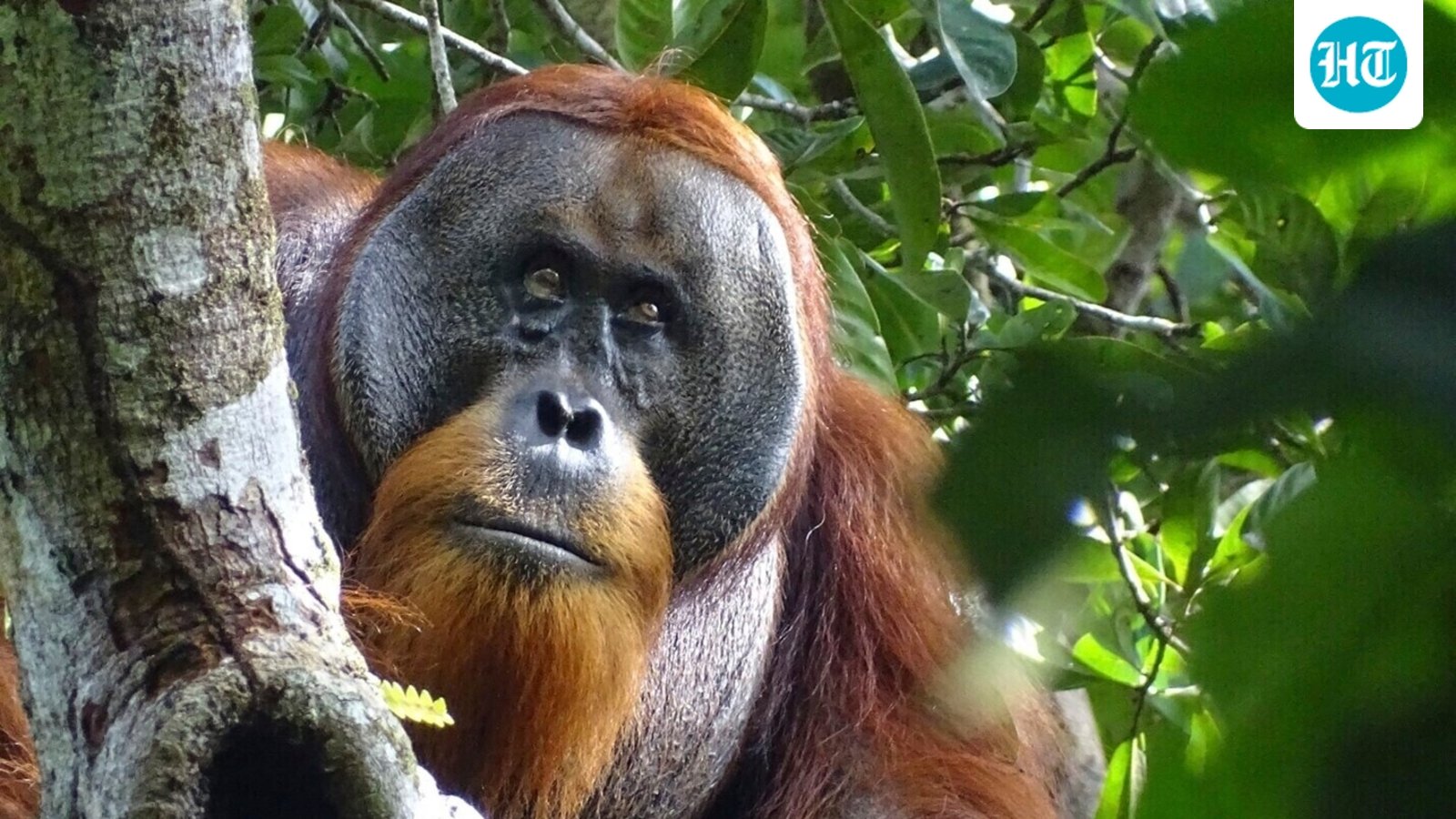 5 orangutans’ rescue in Odisha raises trafficking fears