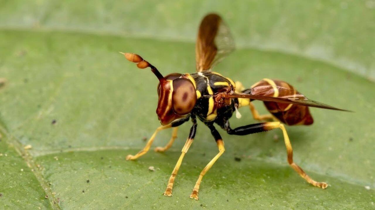 Meet Franklin Howley-Dumit Serulle, whose online insect photo helped reveal a new hoverfly
