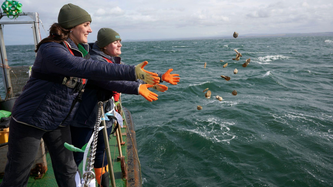 Scottish river project revives oysters once covering Edinburgh; 60,000 now back