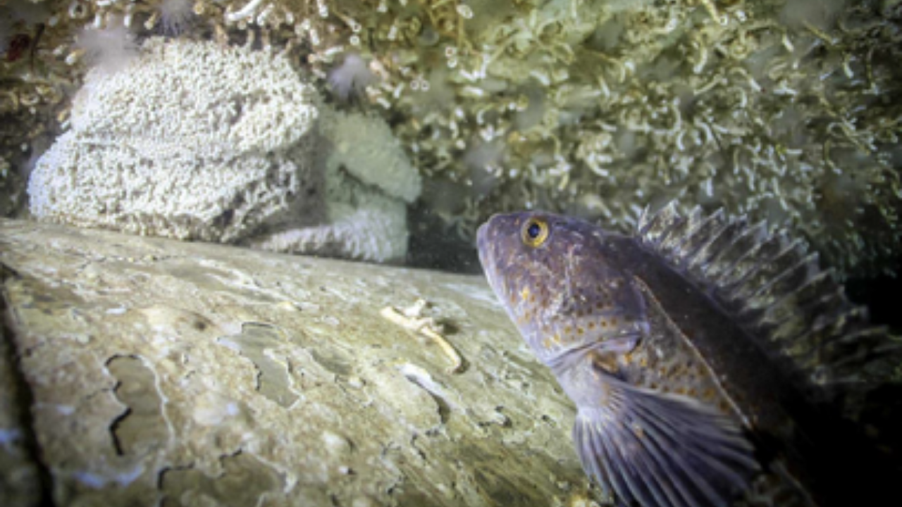 In 2015, Canada sank a 113m warship off British Columbia; 170+ species lived on it by 2020