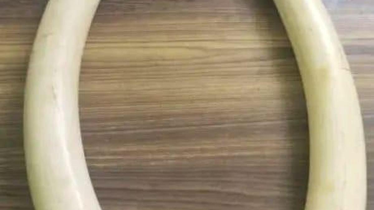 Forest guard among three arrested in Tiruppur for illegal possession of elephant tusks