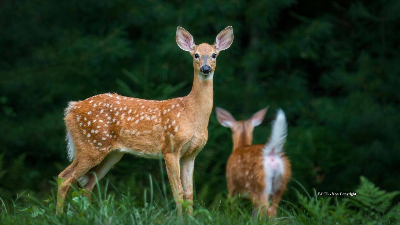 Deer fled 64% of the time from human voices, but soon ignored them