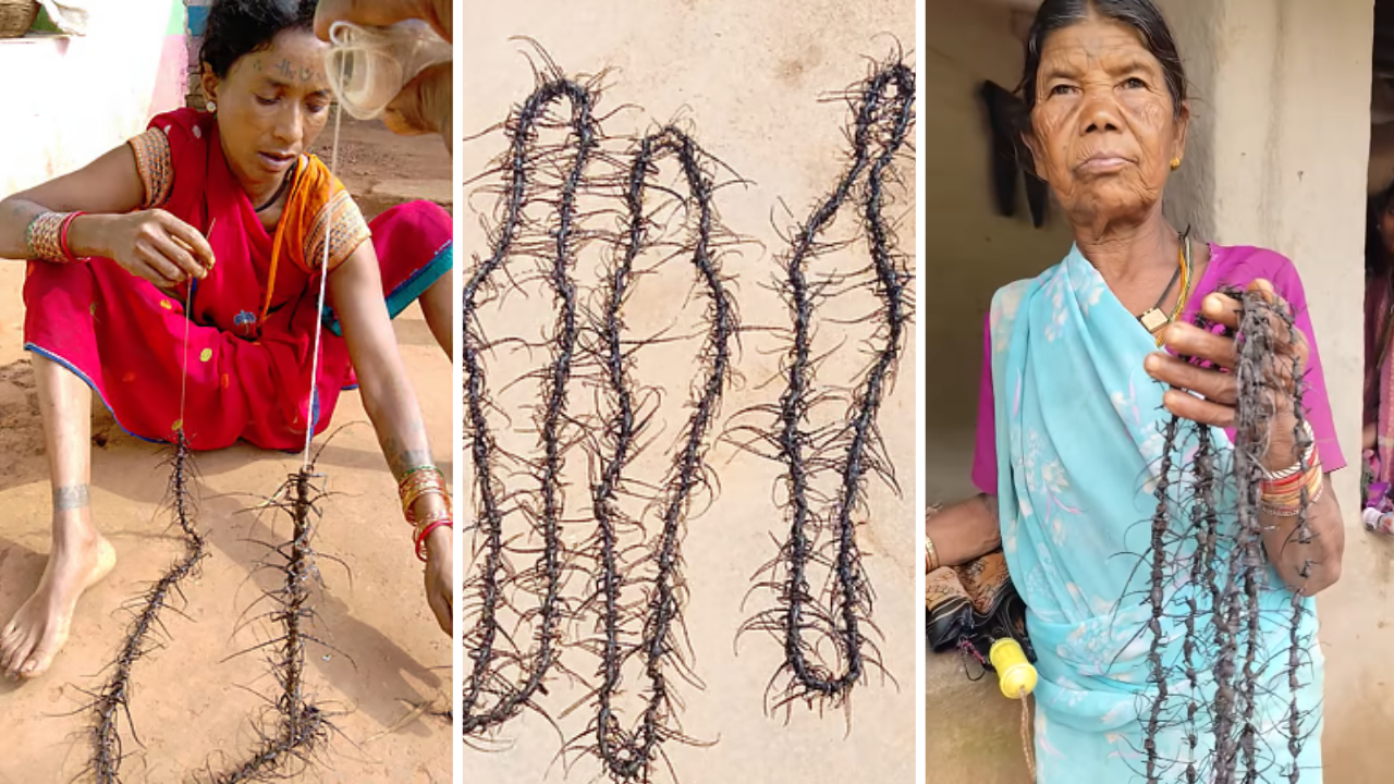 100 insect heads, ₹200: How MP’s ‘Mundmala’ is helping protect Sal forests