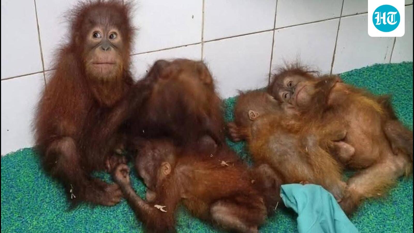 Five Orangutans rescued in Odisha get music therapy to ease stress