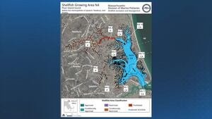 Gov. Healey announces expanded access to shellfish harvesting in Plum Island Sound