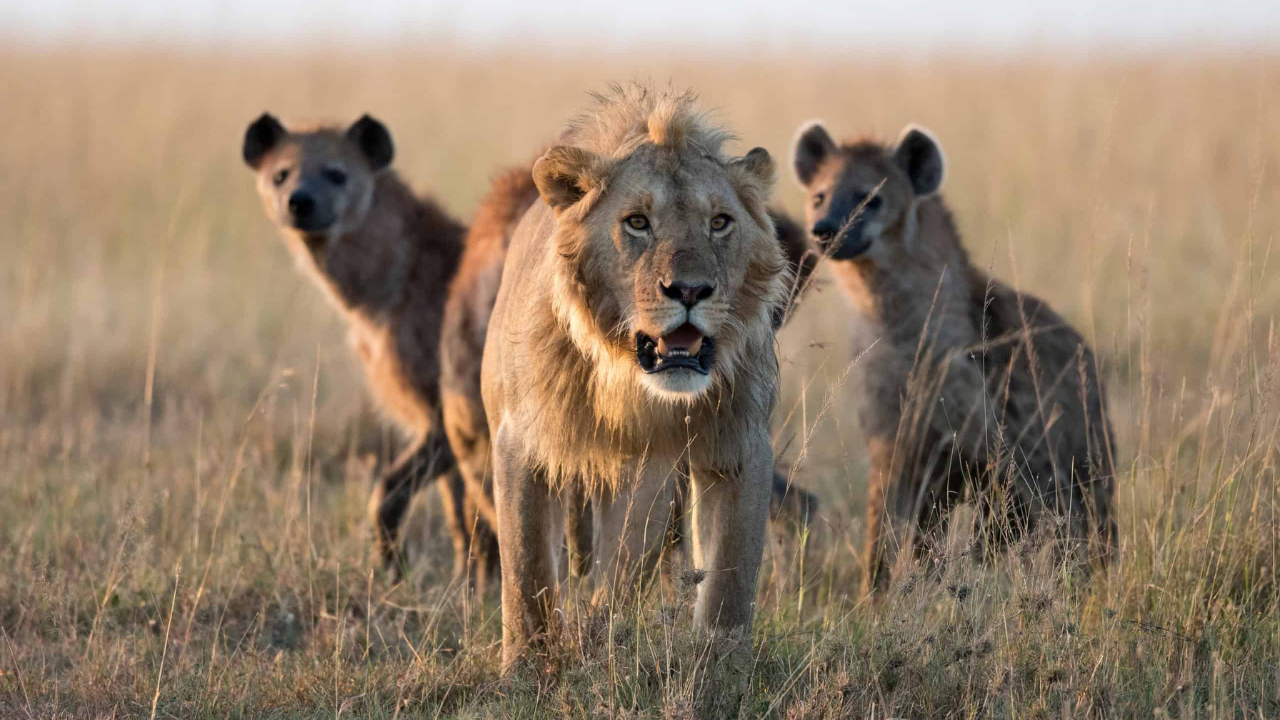 Scientists fitted GPS collars to 17 lions and 14 hyenas expecting hyenas to follow lions