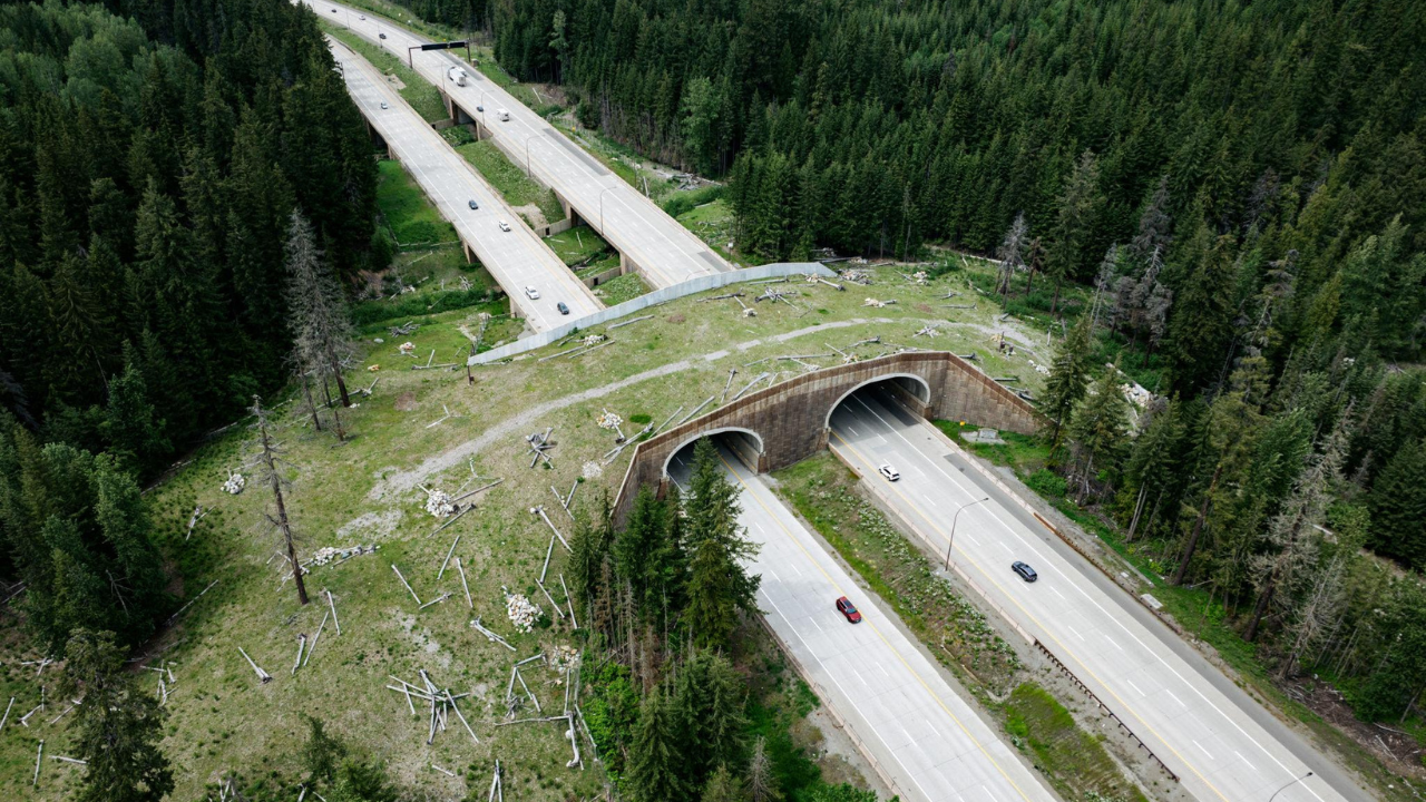 Washington built wildlife bridges over a busy highway; more than 10,000 animals have crossed