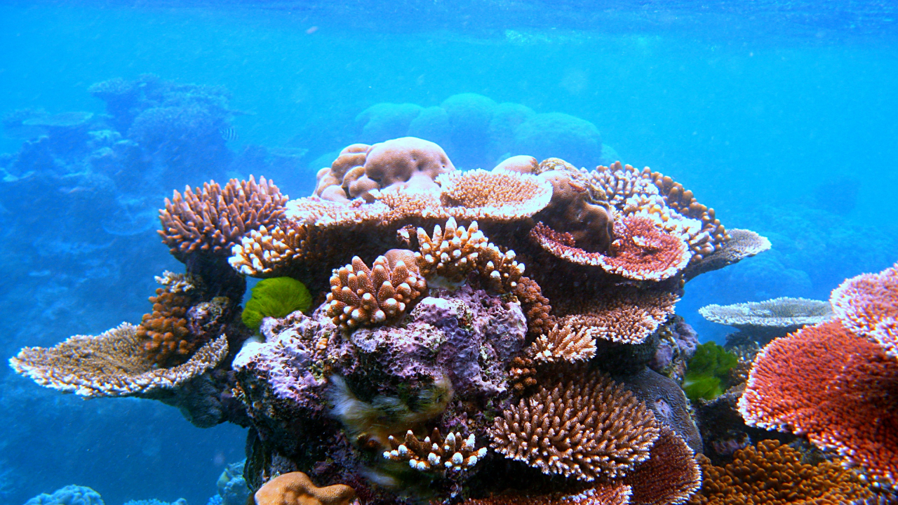 Belize Reef Restoration Effort: Lisa Carne revives storm-hit corals; project outplants 100,000 fragments