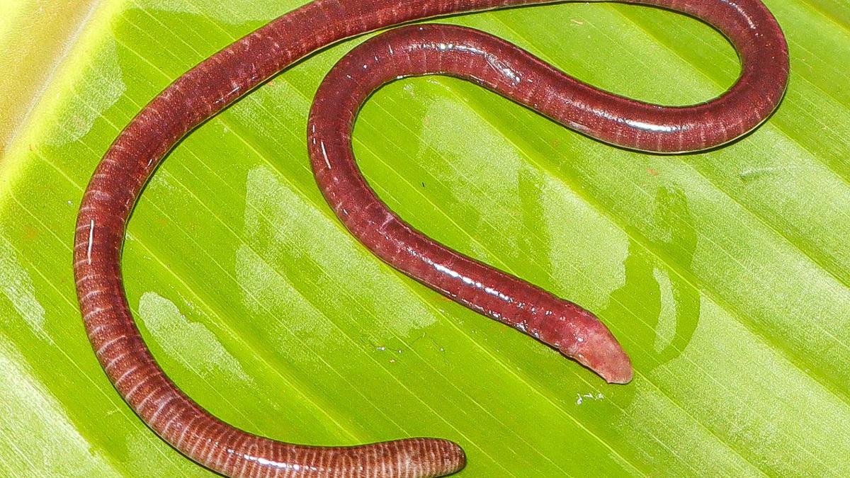 New species of legless amphibian discovered from Maharashtra