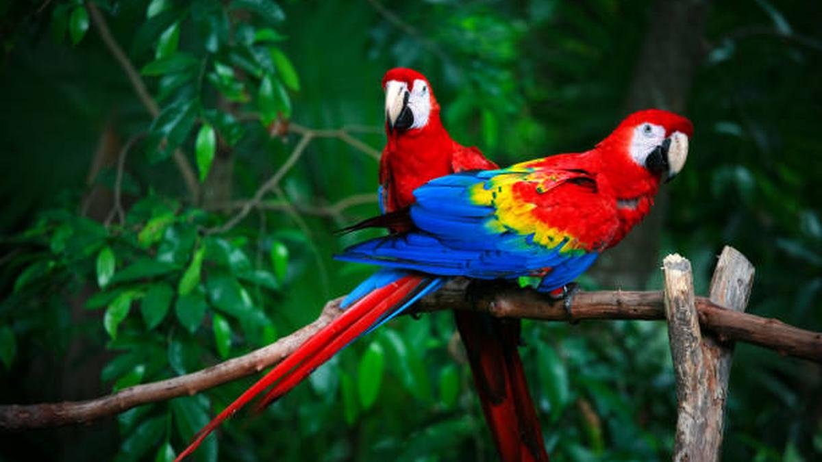 Urban demand is reorganising the global wildlife trafficking network