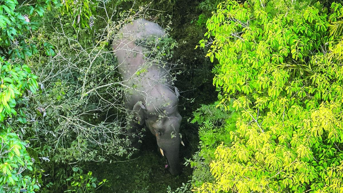 Column | Elephants always have right of way