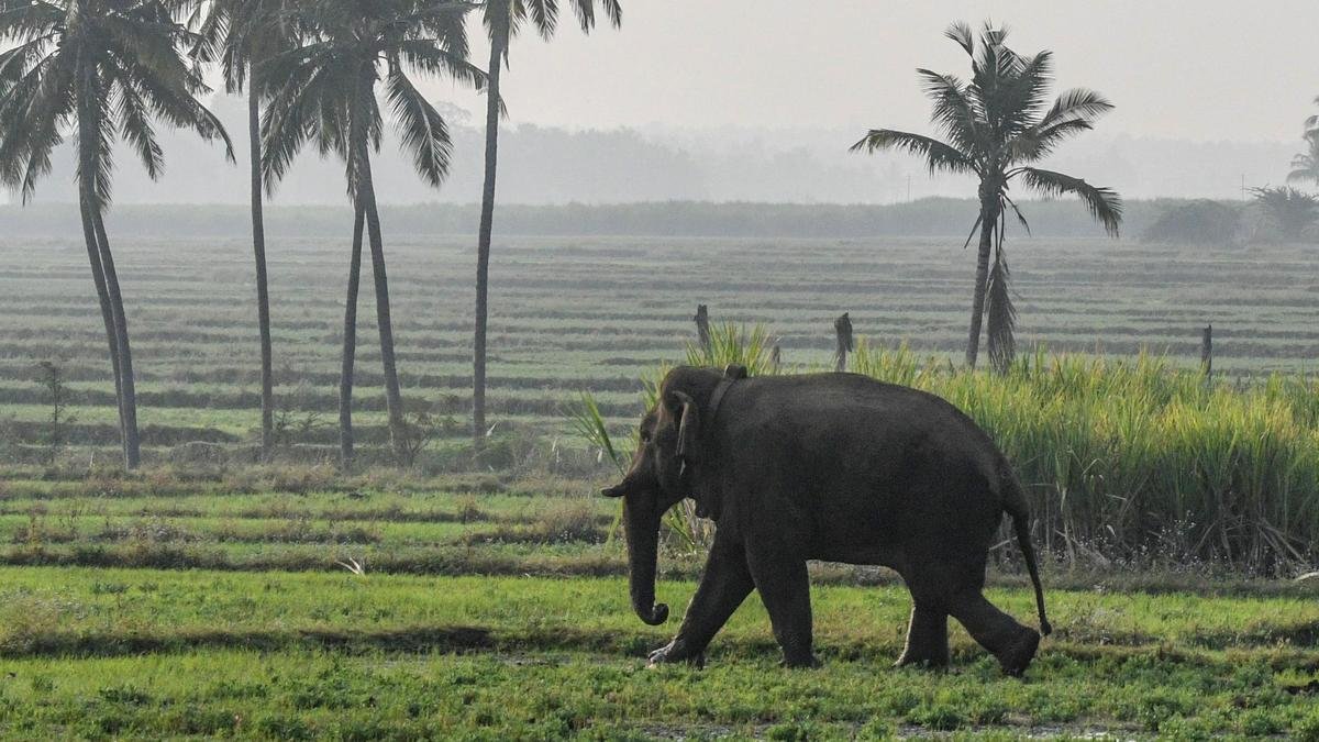 Up close with Chinna Thambi: a privilege and a curse